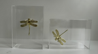 Adorno Caixa Acrílica com Libélula Dourada – 18 cm